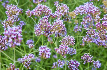 Obraz premium Blume, Eisenkraut,