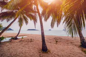 Beautiful tropical beach with palm trees. Daylight