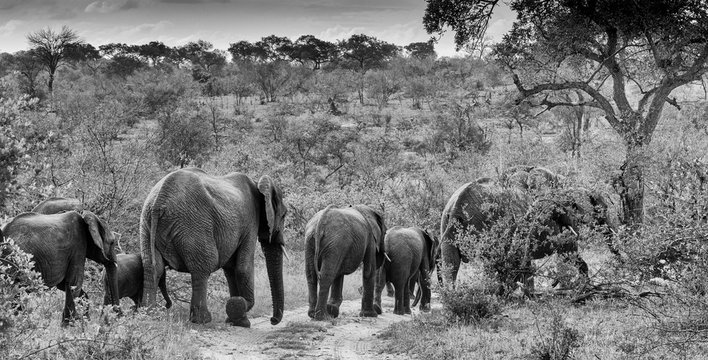 Family group of African elephants (Loxodonta africana) walking in the bush. Monochrome image