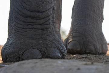 Obraz premium Close up of feet of African elephant (Loxodonta africana) taken from underground hide at ground level.