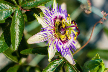 passion flower Passiflora caerulea Passionflower against green garden background