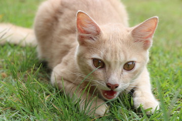 Katze beige braun spielt im grünen Gras