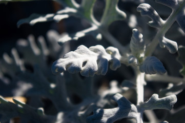 Silver dust Cineraria maritima in the garden, close up.