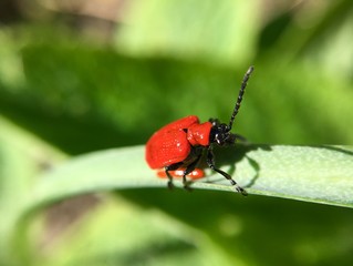 Scarlet lily beetle on a fritillary leaf with larvae