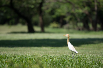 Obraz premium white egret searching food in park