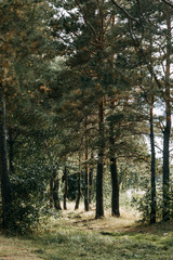 Pure nature in the summer from a height. Clouds and endless fields. The beauty of Russia and the hills. Forest at sunset