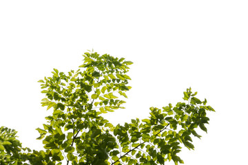 Obraz premium tree branch and green leaf silhouette photography , white background