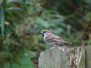 Tree sparrow (Passer montanus)