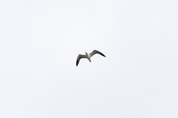 silhouettes of birds flying in the sky