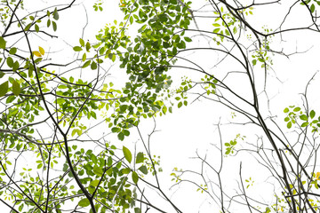 tree branch and green leaf silhouette photography , white background
