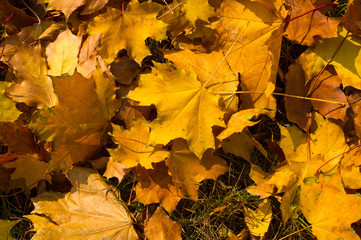 autumn leaves in green grass, autumn landscape