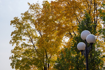 yellow autumn trees in evening sunlight, autumn landscape