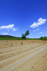 fields under the blue sky and white clouds