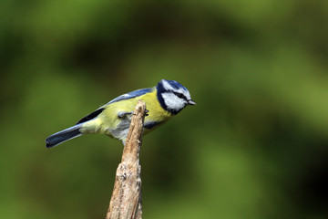 An einem abgebrochenen Ast sitzende Blaumeise