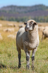 A young sheep with a black and white face stops to pose.