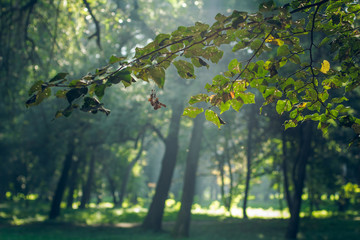 tree branches and morning rays forest outdoor natural scenery landscape