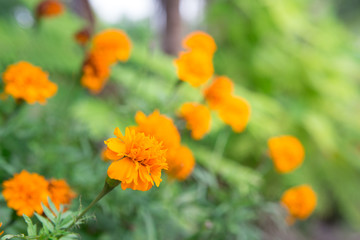 Naklejka na ściany i meble marigold in the garden