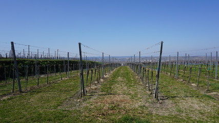 Fototapeta premium Wachau Donau Niederösterreich Österreich Marillen und Wein