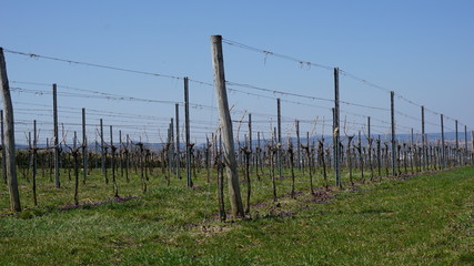 Obraz premium Wachau Donau Niederösterreich Österreich Marillen und Wein