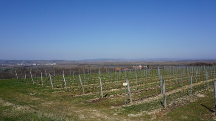 Fototapeta na wymiar Wachau Donau Niederösterreich Österreich Marillen und Wein