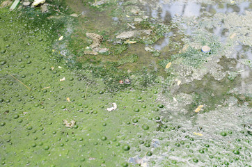 Focus the impurities from waste water