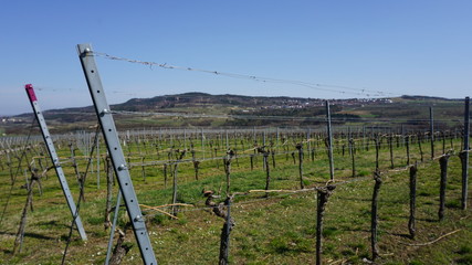 Wachau Donau Niederösterreich Österreich Marillen und Wein