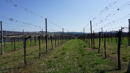 Obraz premium Wachau Donau Niederösterreich Österreich Marillen und Wein