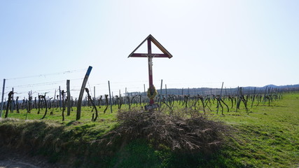 Wachau Donau Niederösterreich Österreich Marillen und Wein