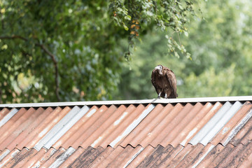 Falke auf dem Dach