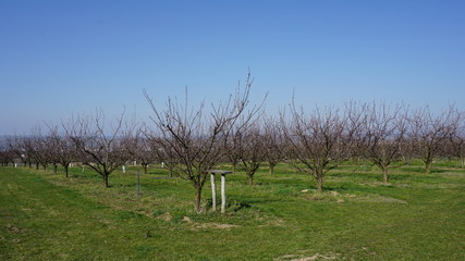Wachau Donau Niederösterreich Österreich Marillen und Wein