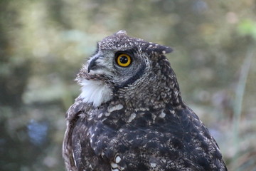 Waldohreule Portrait