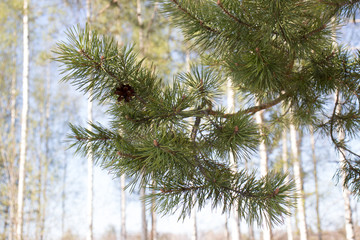 Obraz premium pine branch with cones