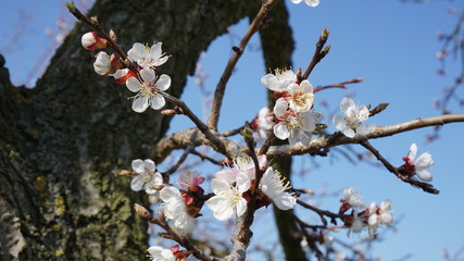 Wachau Donau Niederösterreich Österreich Marillen und Wein