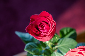 red rose