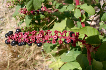 baies noires de sureau