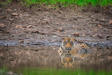 In a monsoon season a male tiger resting in waterhole at Ranthambore National Park