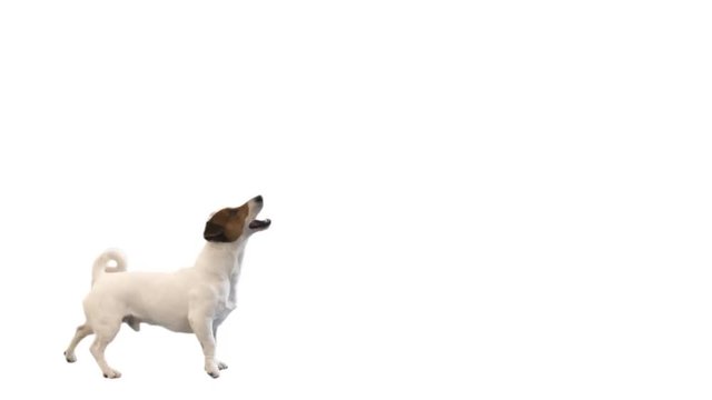 cute jack russell terrier on a white background