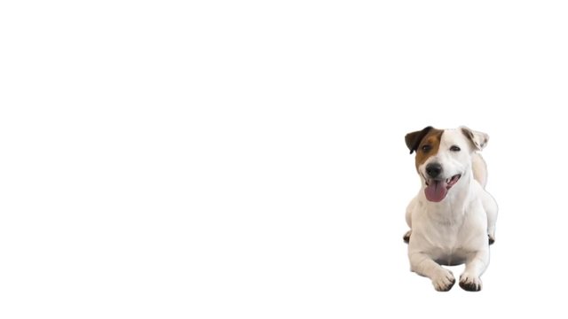 cute jack russell terrier looking on a white background