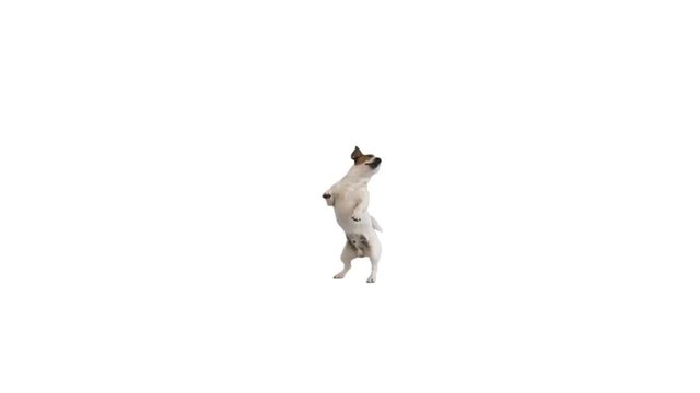 dog dances on white background