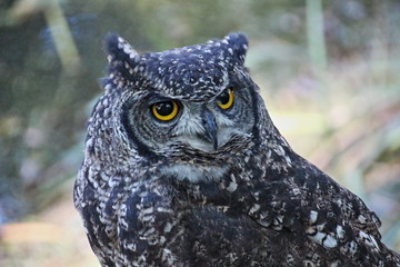 Waldohreule Portrait