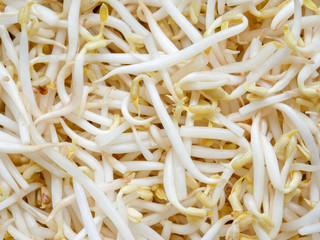 food background texture mung bean sprout