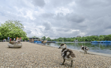 Geese on the lake