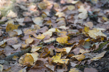 yellow fallen autumn birch  leaves macro