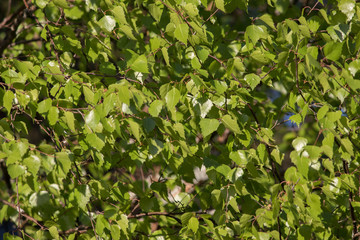 background of green leaves