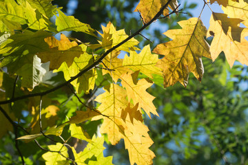 yellow oak  fall leaves on twig