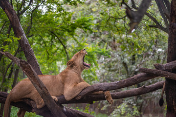 Lion yawning on tree