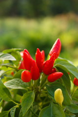 bird eye chili pepper on a blurry background