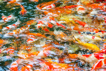 Obraz na płótnie Canvas Blurred image background of fancy carps in pond