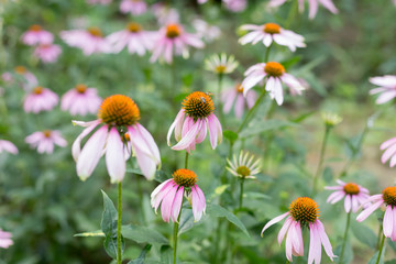 Echinacea flowers. pink daisies. bee on flower. summer. pink flowers