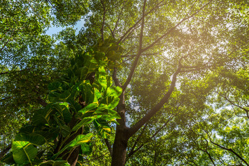 Looking to the sky under big tree.
